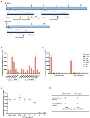Dual-gene detection in a single-tube system based on CRISPR-Cas12a/Cas13a for severe fever thrombocytopenia syndrome virus